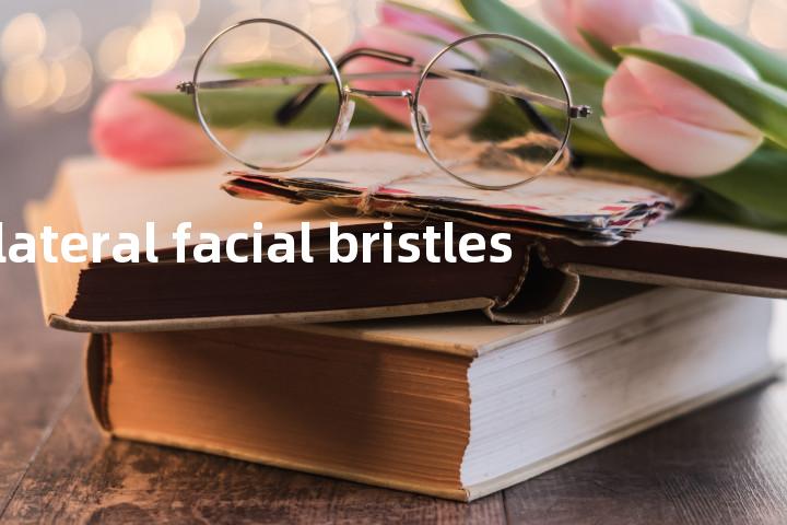 lateral facial bristles单词图解，单词释义场景配图