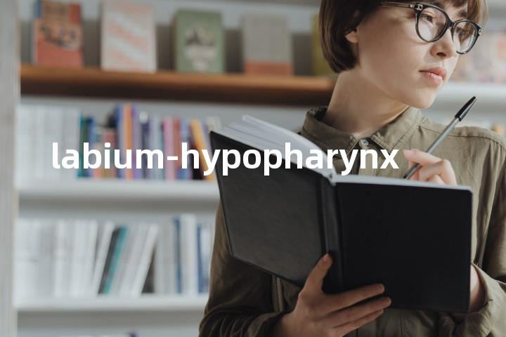 labium-hypopharynx单词图解，单词释义场景配图