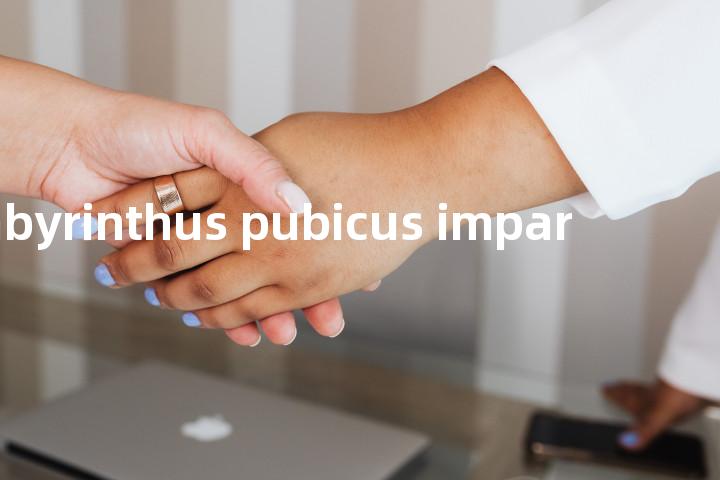 labyrinthus pubicus impar单词图解，单词释义场景配图