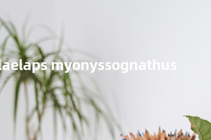 laelaps myonyssognathus单词图解，单词释义场景配图
