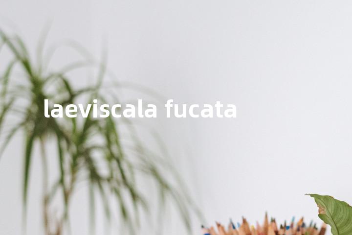 laeviscala fucata单词图解，单词释义场景配图