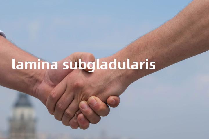 lamina subgladularis单词图解，单词释义场景配图
