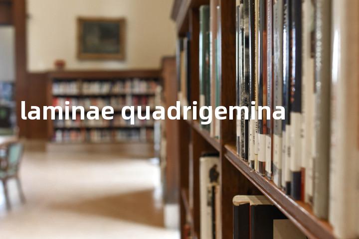 laminae quadrigemina单词图解，单词释义场景配图
