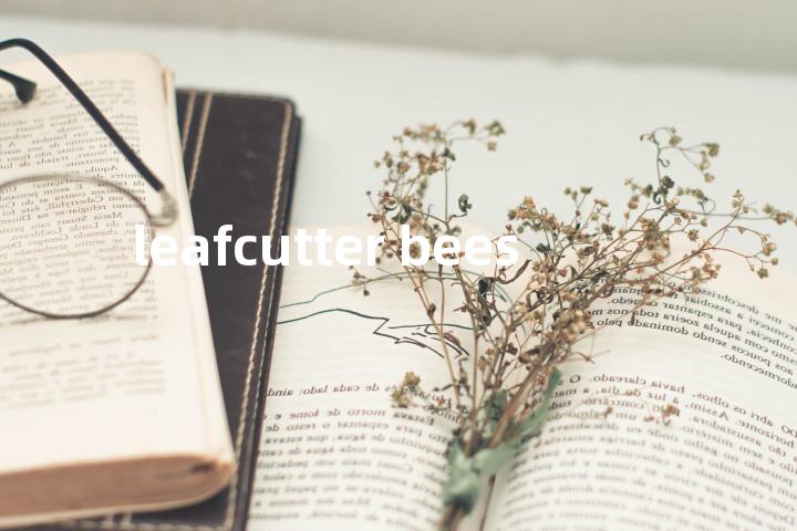 leafcutter bees单词图解，单词释义场景配图