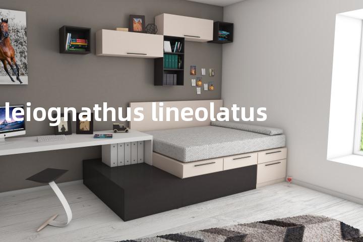 leiognathus lineolatus单词图解，单词释义场景配图