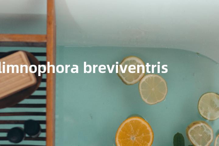 limnophora breviventris单词图解，单词释义场景配图
