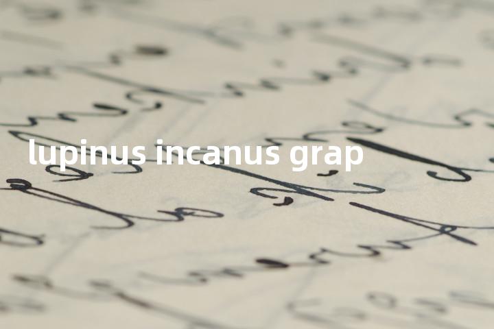 lupinus incanus grap单词图解，单词释义场景配图