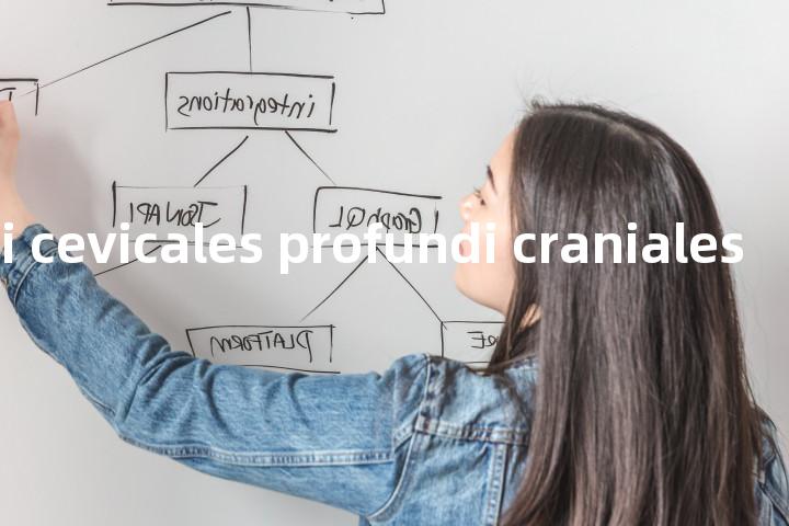 lymphonodi cevicales profundi craniales单词图解，单词释义场景配图