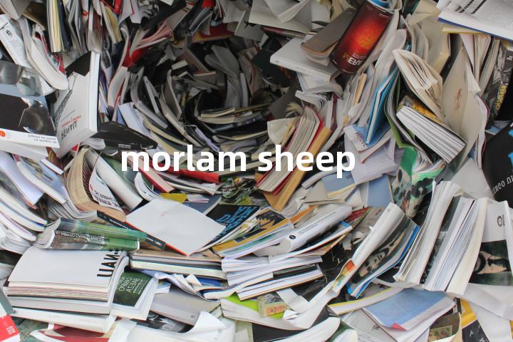 morlam sheep单词图解，单词释义场景配图