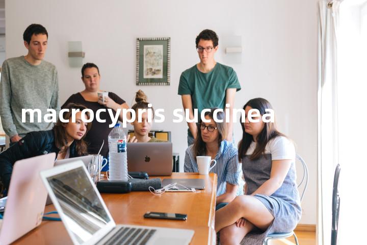 macrocypris succinea单词图解，单词释义场景配图