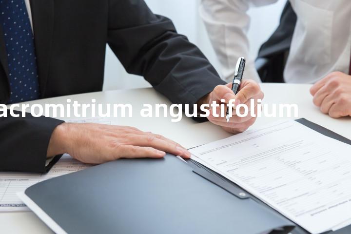 macromitrium angustifolium单词图解，单词释义场景配图