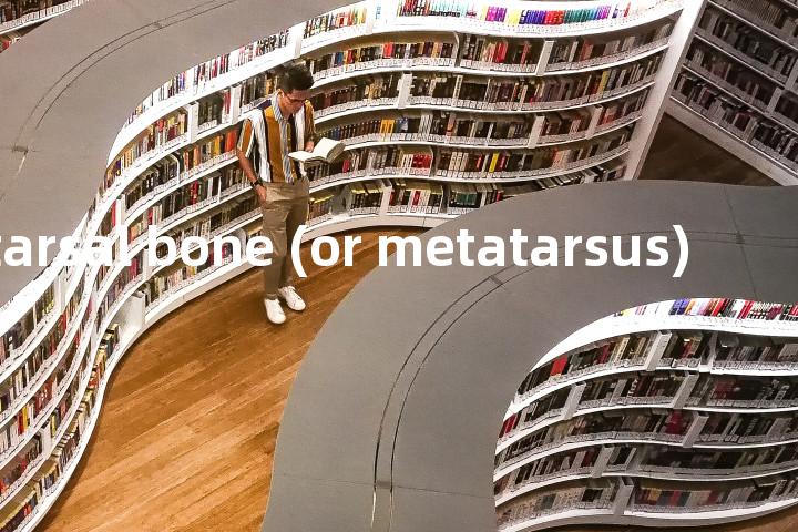 metatarsal bone (or metatarsus)单词图解，单词释义场景配图