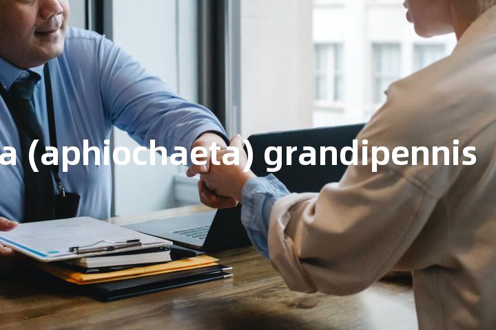 megaselia (aphiochaeta) grandipennis单词图解，单词释义场景配图