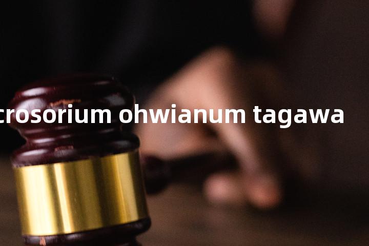 microsorium ohwianum tagawa单词图解，单词释义场景配图