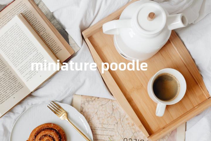 miniature poodle单词图解，单词释义场景配图