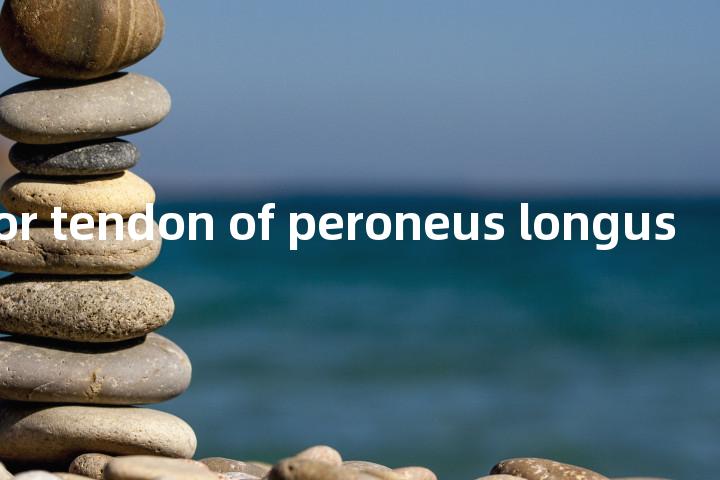 msulcus for tendon of peroneus longus单词图解，单词释义场景配图