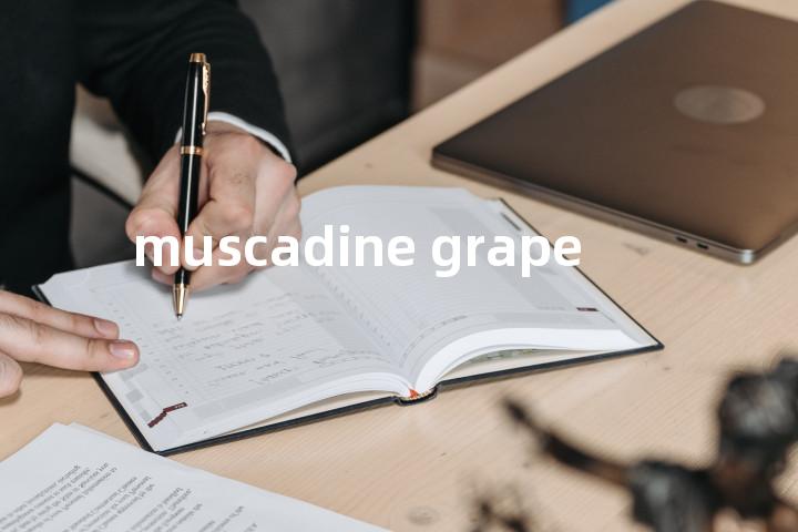muscadine grape单词图解，单词释义场景配图