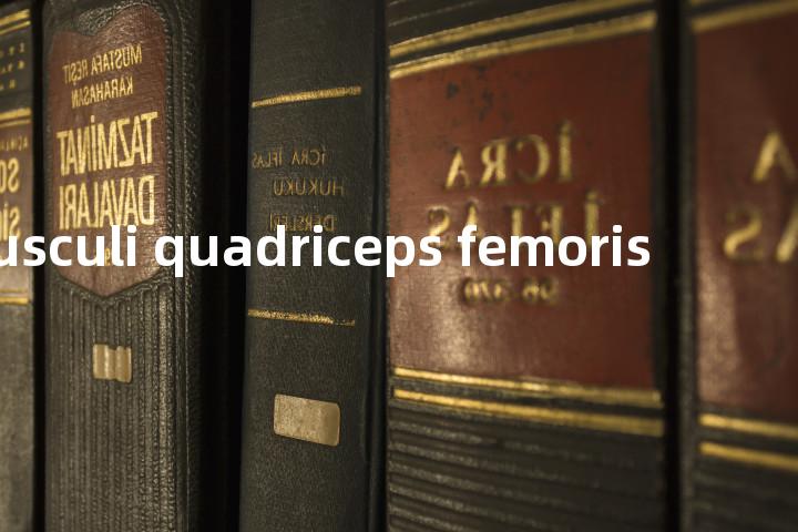 musculi quadriceps femoris单词图解，单词释义场景配图