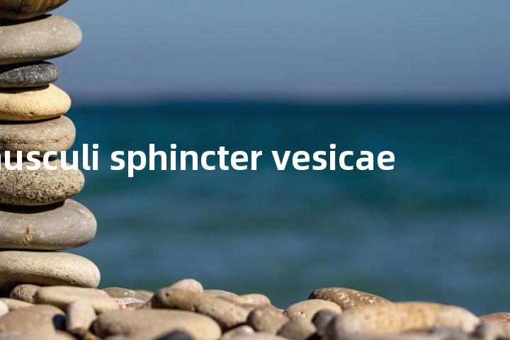musculi sphincter vesicae单词图解，单词释义场景配图
