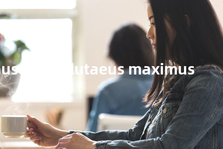musculus glutaeus maximus单词图解，单词释义场景配图