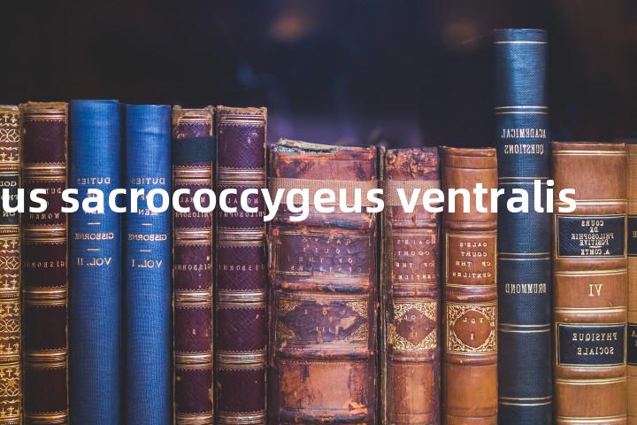 musculus sacrococcygeus ventralis单词图解，单词释义场景配图
