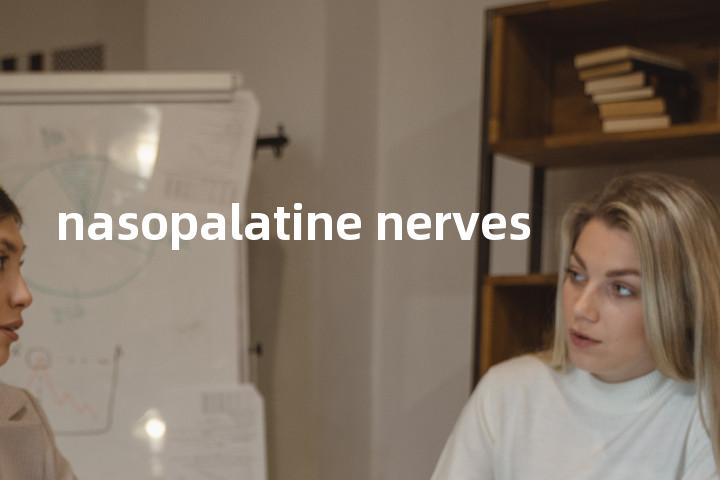nasopalatine nerves单词图解，单词释义场景配图