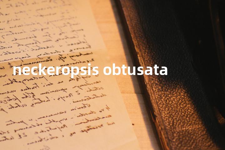 neckeropsis obtusata单词图解，单词释义场景配图