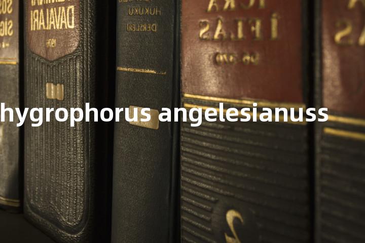 neohygrophorus angelesianuss单词图解，单词释义场景配图