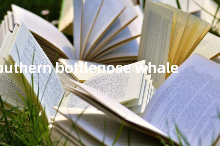 southern bottlenose whale单词图解，单词释义场景配图