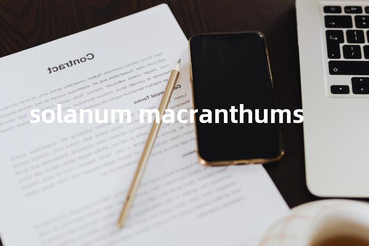 solanum macranthums单词图解，单词释义场景配图