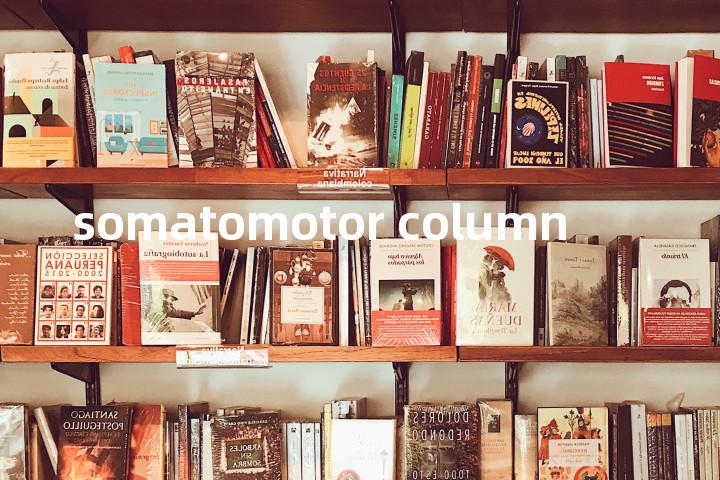 somatomotor column单词图解，单词释义场景配图