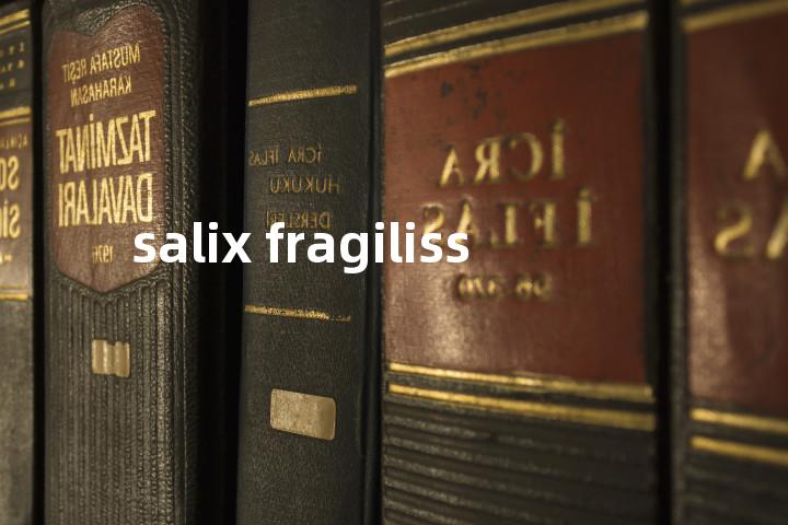 salix fragiliss单词图解，单词释义场景配图