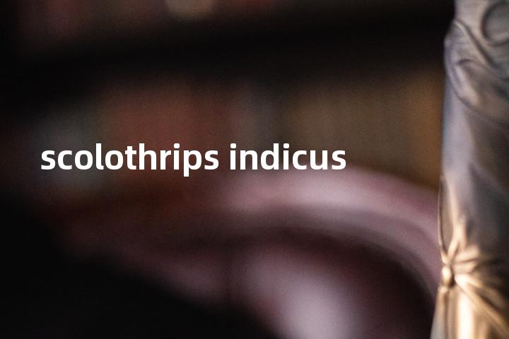 scolothrips indicus单词图解，单词释义场景配图