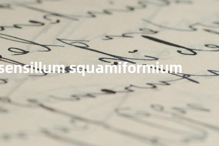 sensillum squamiformium单词图解，单词释义场景配图