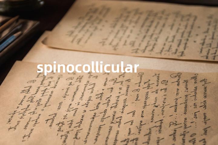 spinocollicular单词图解，单词释义场景配图