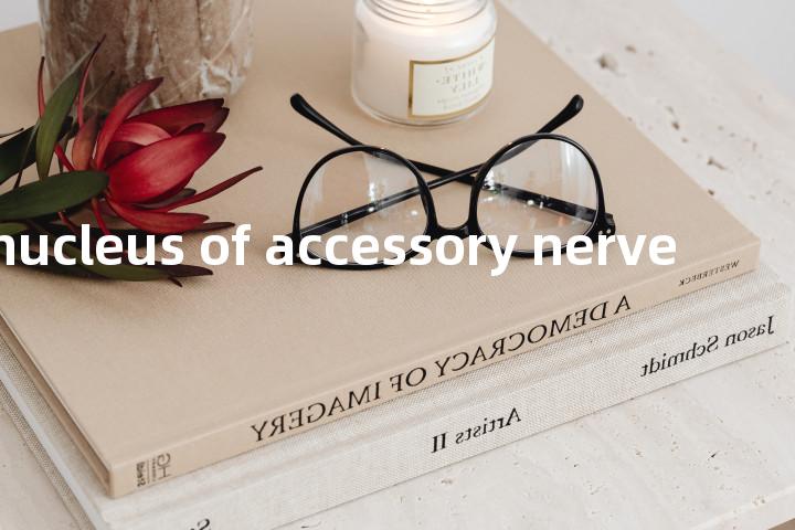spinal nucleus of accessory nerve单词图解，单词释义场景配图