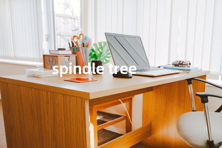 spindle tree单词图解，单词释义场景配图