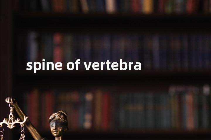 spine of vertebra单词图解，单词释义场景配图