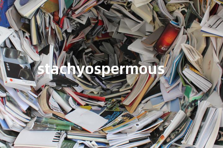 stachyospermous单词图解，单词释义场景配图