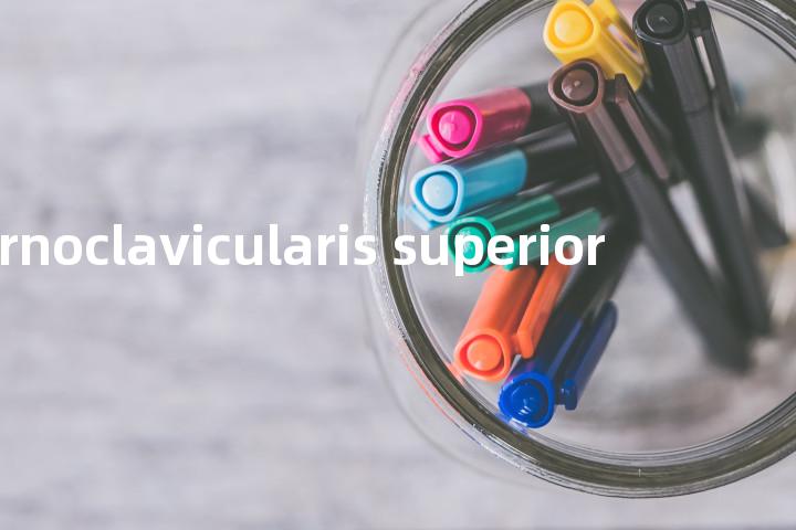 sternoclavicularis superior单词图解，单词释义场景配图