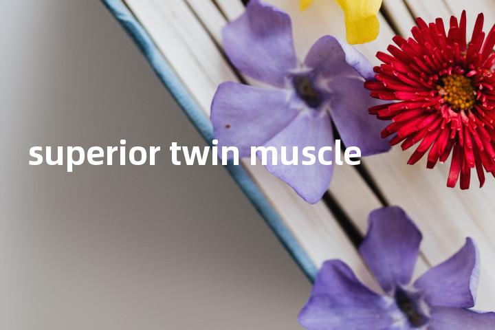 superior twin muscle单词图解，单词释义场景配图