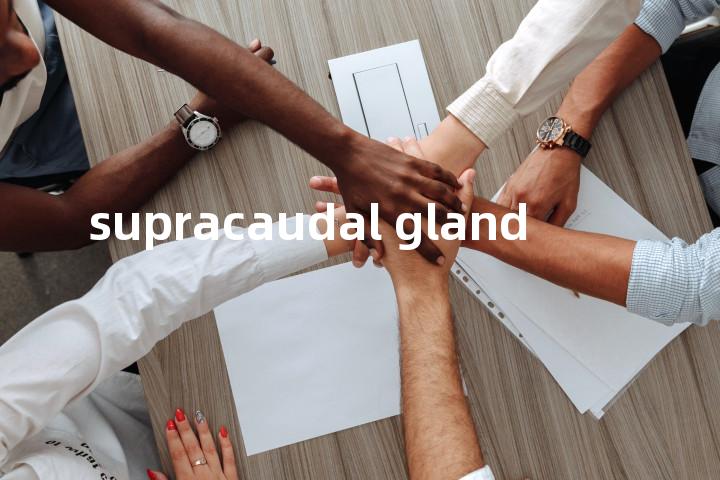 supracaudal gland单词图解，单词释义场景配图