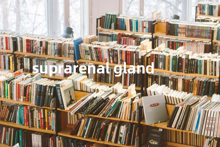 suprarenal gland单词图解，单词释义场景配图