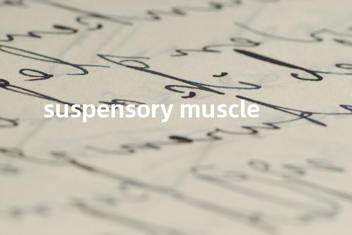 suspensory muscle单词图解，单词释义场景配图