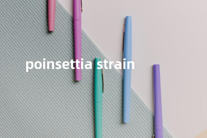 poinsettia strain单词图解，单词释义场景配图