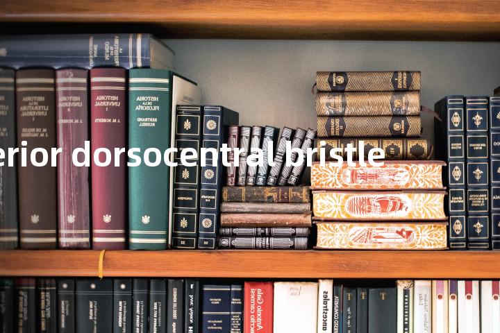 posterior dorsocentral bristle单词图解，单词释义场景配图