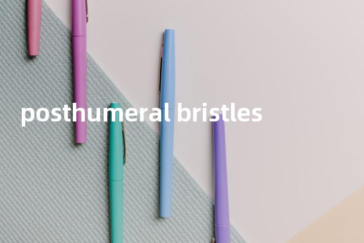 posthumeral bristles单词图解，单词释义场景配图