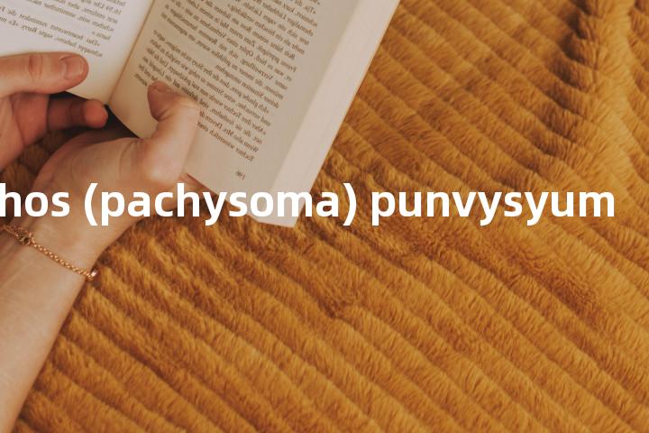 pachos (pachysoma) punvysyum单词图解，单词释义场景配图