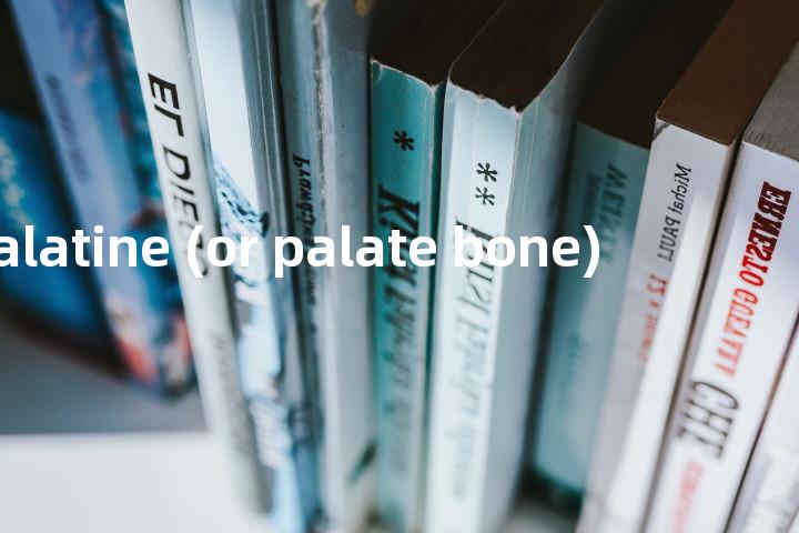 palatine (or palate bone)单词图解，单词释义场景配图