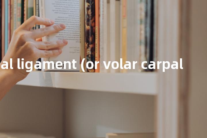 palmar carpal ligament (or volar carpal ligament)单词图解，单词释义场景配图